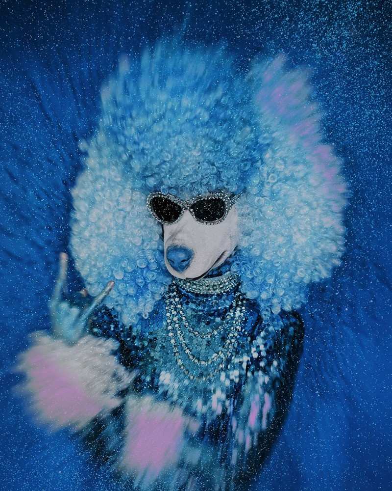 2026臺北兒童藝術節：《閃亮貴賓犬》的節目主要圖片