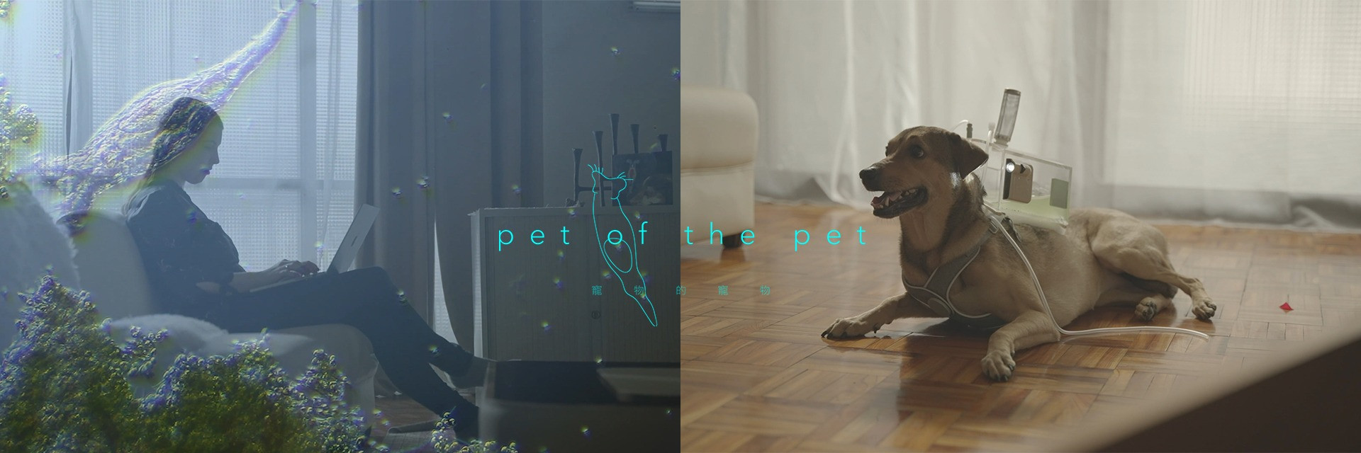 衛星計畫－王懷遠｜寵物的寵物 主要圖片