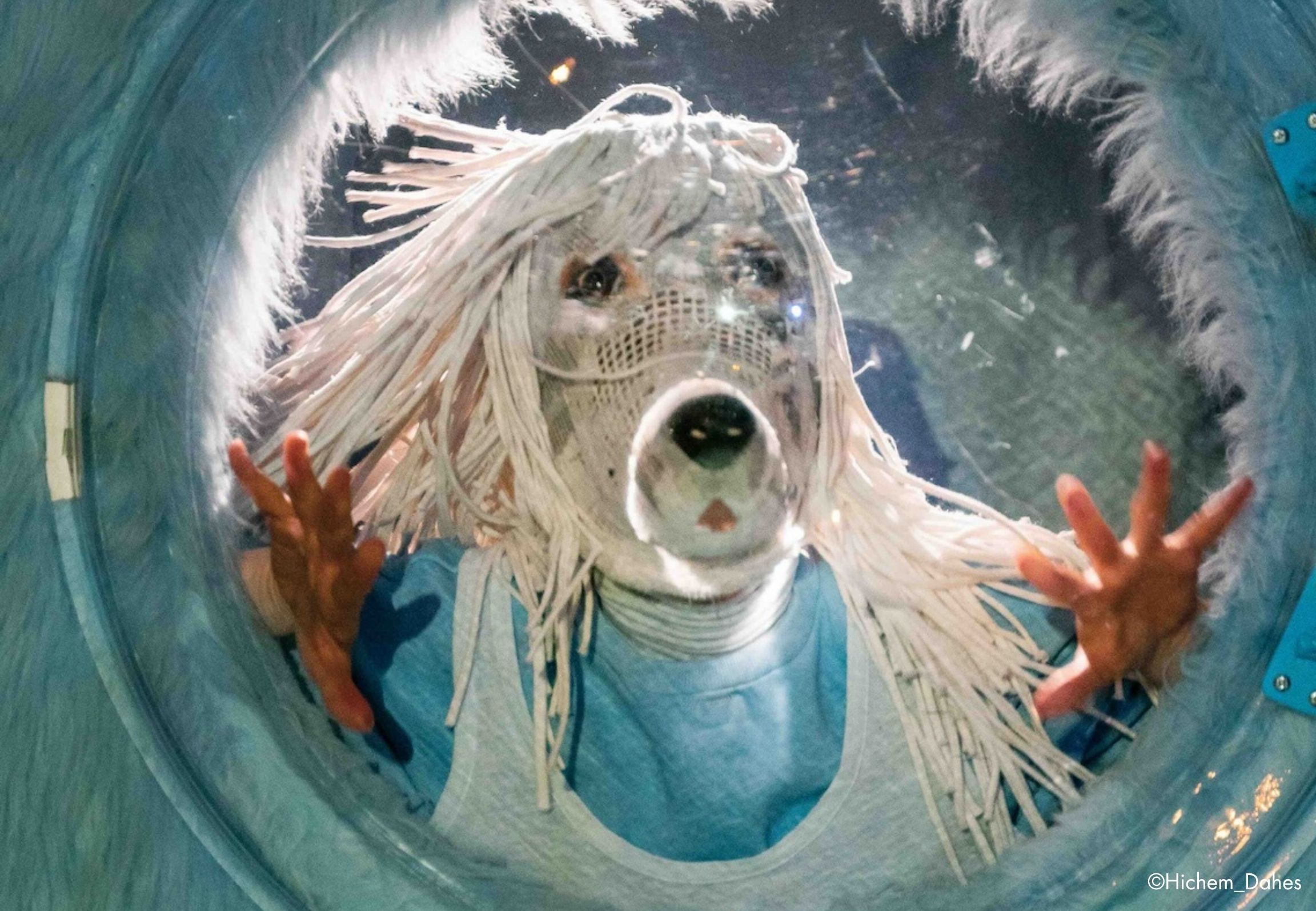 臺北兒童藝術節/2026臺北兒童藝術節/焦點節目/閃亮貴賓犬/3